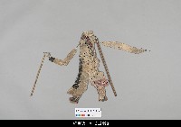 藏品(中國湖北皮影戲偶身)的圖片